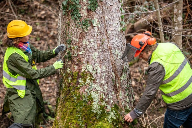 Keep Your Trees Healthy with Lufkin Environmental Tree Trimming Springfield